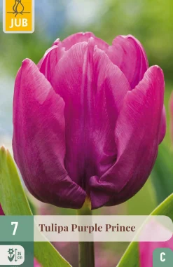 ohgreen Bloembollen|Ecocheques|7 tulipa purple prince