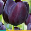 ohgreen Bloembollen|Ecocheques|7 tulipa queen of night