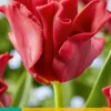 ohgreen Bloembollen|Ecocheques|5 tulipa red dress