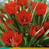 ohgreen Bloembollen|Ecocheques|7 tulipa red hunter