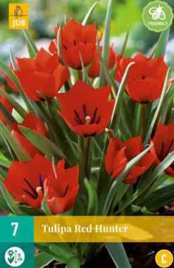 ohgreen Bloembollen|Ecocheques|7 tulipa red hunter