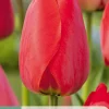 ohgreen Bloembollen|Ecocheques|7 tulipa red impression
