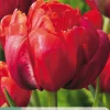 ohgreen Bloembollen|Ecocheques|5 tulipa red princess