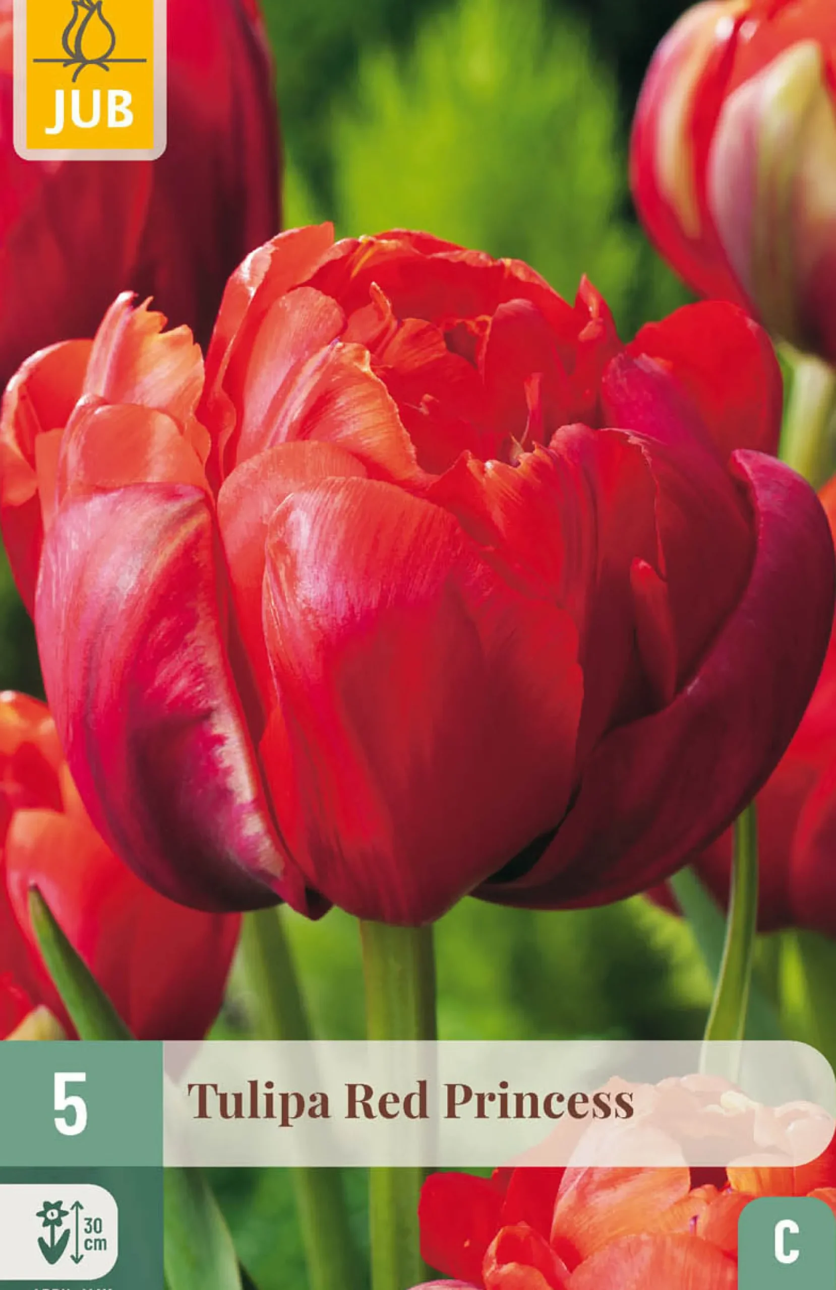 ohgreen Bloembollen|Ecocheques|5 tulipa red princess