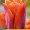 ohgreen Bloembollen|Ecocheques|7 tulipa request
