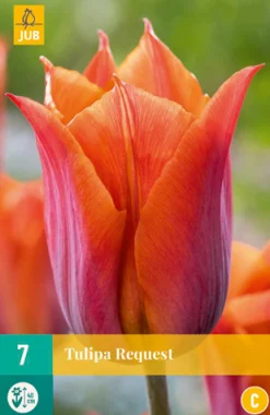 ohgreen Bloembollen|Ecocheques|7 tulipa request