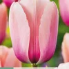 ohgreen Bloembollen|Ecocheques|7 tulipa salmon impression