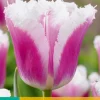 ohgreen Bloembollen|Ecocheques|7 tulipa siesta