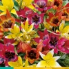 ohgreen Bloembollen|Ecocheques|10 tulipa species mix