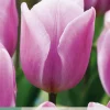 ohgreen Bloembollen|Ecocheques|7 tulipa synaeda amor