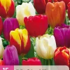 ohgreen Bloembollen|Ecocheques|15 tulipa triumph mix