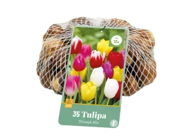 ohgreen Bloembollen|Ecocheques|35 tulipa triumph mix
