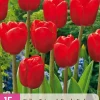 ohgreen Bloembollen|Ecocheques|15 tulipa triumph rood