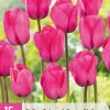ohgreen Bloembollen|Ecocheques|15 tulipa triumph roze