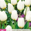 ohgreen Bloembollen|Ecocheques|15 tulipa triumph wit