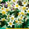 ohgreen Bloembollen|Ecocheques|10 tulipa turkestanica