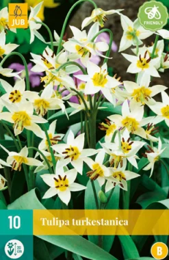 ohgreen Bloembollen|Ecocheques|10 tulipa turkestanica