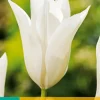 ohgreen Bloembollen|Ecocheques|7 tulipa white triumphator