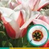 ohgreen Bloembollen|Ecocheques|7 tulipa willem van den akker