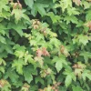 ohgreen Struiken|Ecocheques|Acer campestre blote wortel 80/100 cm