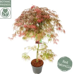 ohgreen Struiken|Ecocheques|Acer palmatum Garnet ( Japanse esdoorn Garnet )