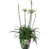 ohgreen Voorjaar|Ecocheques|Agapanthus of afrikaanse lelie summer love wit p17 h40