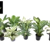 ohgreen Ecocheques|Groene Planten|Aglaonema Groen - Wit mix