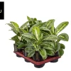 ohgreen Ecocheques|Groene Planten|Aglaonema Lemon Mint