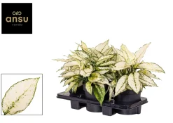 ohgreen Groene Planten|Ecocheques|Aglaonema wit p19 h40