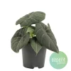 ohgreen Ecocheques|Groene Planten|Alocasia Grey Dragon