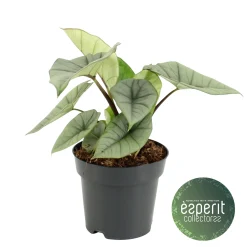 ohgreen Ecocheques|Groene Planten|Alocasia Platinum