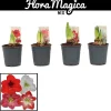 ohgreen Voorjaar|Ecocheques|Amaryllis Hippeastrum standard mix