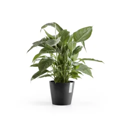 ohgreen Kunststof|Ecocheques|Amsterdam 20cm donkergrijs met waterreservoir