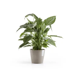 ohgreen Kunststof|Ecocheques|Amsterdam 20cm taupe met waterreservoir