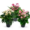 ohgreen Bloeiende Planten|Ecocheques|Anthurium 3 color mix