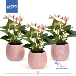 ohgreen Ecocheques|Composities En Terrariums|Anthurium in sierpot met waterbuffer