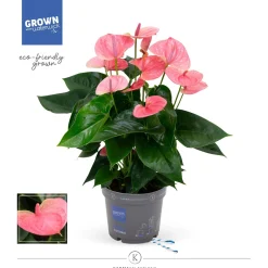 ohgreen Bloeiende Planten|Ecocheques|Anthurium roze p17 h65