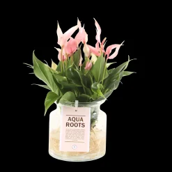 ohgreen Composities En Terrariums|Ecocheques|Anthurium sierglas