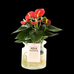 ohgreen Composities En Terrariums|Ecocheques|Anthurium sierglas