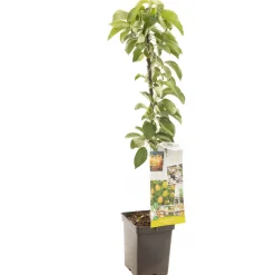 ohgreen Fruitbomen|Ecocheques|Appelboom domestica bolero zuilvorm