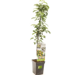 ohgreen Fruitbomen|Ecocheques|Appelboom domestica polka zuilvorm