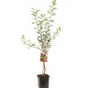 ohgreen Fruitbomen|Ecocheques|Appelboom malus domestica gloster laagstam