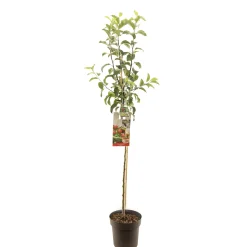 ohgreen Fruitbomen|Ecocheques|Appelboom malus domestica gloster halfstam