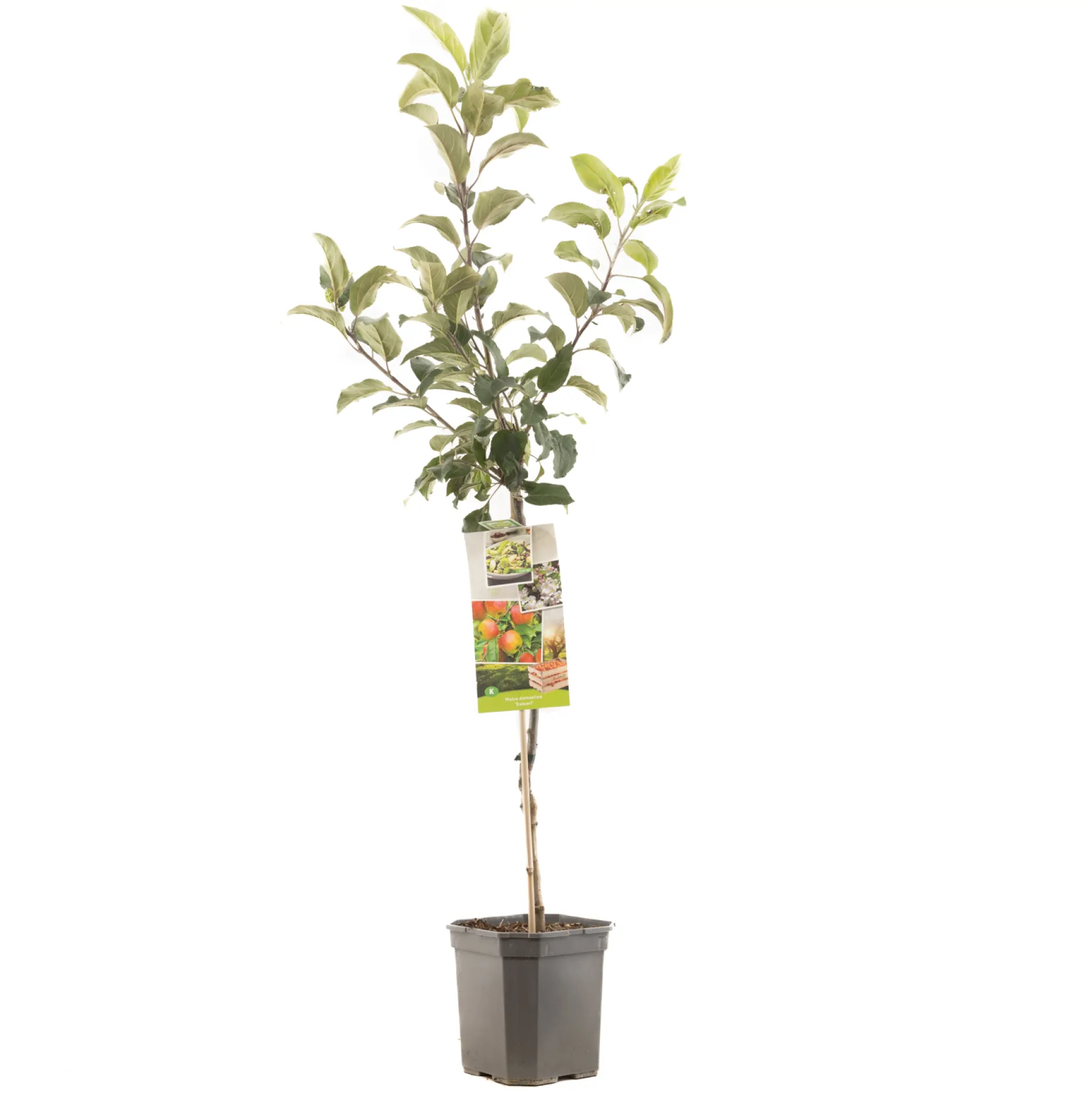 ohgreen Fruitbomen|Ecocheques|Appelboom malus domestica delcorf laagstam