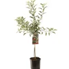 ohgreen Fruitbomen|Ecocheques|Appelboom malus domestica braeburn laagstam