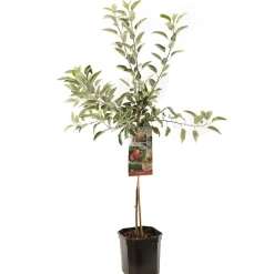 ohgreen Fruitbomen|Ecocheques|Appelboom malus domestica braeburn laagstam