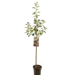 ohgreen Fruitbomen|Ecocheques|Appelboom malus domestica rood boskoop halfstam
