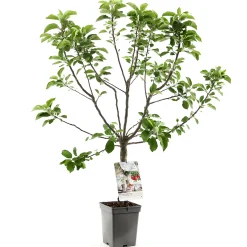 ohgreen Fruitbomen|Ecocheques|Appelboom malus domestica dwergboompje