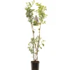 ohgreen Fruitbomen|Ecocheques|Appelboom malus domestica duo-appel