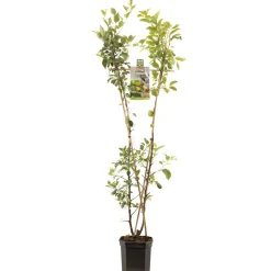 ohgreen Fruitbomen|Ecocheques|Appelboom malus domestica duo-appel